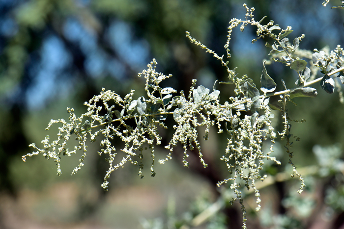 Quailbush is a perennial shrub; usually wider than tall, many branches, branches are more or less cylindrical without grooves or ridges, mostly covered with minute soft erect hairs, occasionally spiny, glabrous as the plants mature; branches spreading or ascending. Atriplex lentiformis 